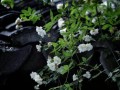 木香花为什么在冬天落叶？（解密木香花的落叶现象，探究其生命特性）