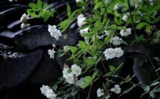 木香花为什么在冬天落叶？（解密木香花的落叶现象，探究其生命特性）