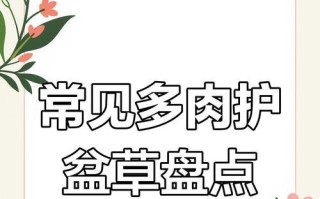 多肉黄色小草的养护指南（打造黄色小草仙境，从养护开始）