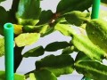 以多蟹兰怎么养（打造绿色室内花园的绝佳选择）