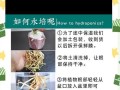 如何快速养护红掌叶子？（红掌叶子快速生长的关键是什么？）