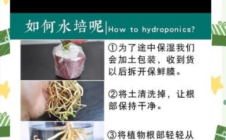 如何快速养护红掌叶子？（红掌叶子快速生长的关键是什么？）
