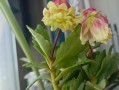 接人买花，传递真情（送花礼仪与挑选技巧）