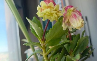 接人买花，传递真情（送花礼仪与挑选技巧）