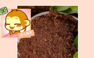 多肉植物的土壤配制方法（打造适合多肉生长的土壤，让多肉健康茁壮成长）