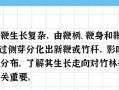 毛竹的生长周期及影响因素（了解毛竹生长周期，打造优质竹林）