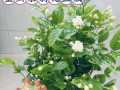 如何正确养护茉莉夏季花卉（夏季茉莉养护的关键技巧与方法）