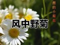 菊花的喜阳特性及其作用（探究菊花喜欢阳光的原因和适宜的光照环境）