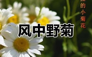 菊花的喜阳特性及其作用（探究菊花喜欢阳光的原因和适宜的光照环境）