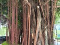 以榕树怎么换土（榕树土壤更换的步骤和注意事项）