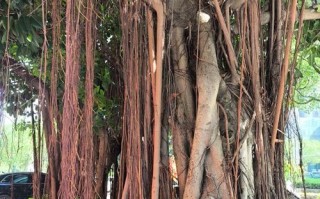 以榕树怎么换土（榕树土壤更换的步骤和注意事项）