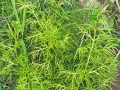 蕨类植物的生长过程（从孢子到成熟植株的奇妙旅程）