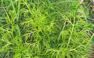 蕨类植物的生长过程（从孢子到成熟植株的奇妙旅程）