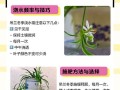 白兰越冬后的肥料施用技巧（保证白兰健康生长的关键肥料施用方法）