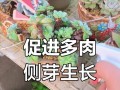 多肉植物的侧芽培育之道（培养多肉植物的侧芽，关键在于注意光照与温湿度的调节）