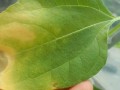 如何处理绿叶花叶子变黄的问题（有效措施让植物恢复健康）