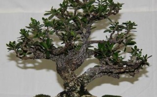 九里香叶片发黄原因与处理方法（探究九里香叶片发黄的根本原因和有效的处理方法）