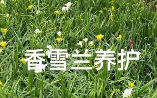 以香雪兰如何度过寒冬（从保温到补光，了解香雪兰的冬季养护）
