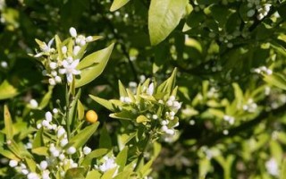 桔子树的开花情况及影响因素（一年开几次花？如何促进开花？桔子树开花的周期和季节）