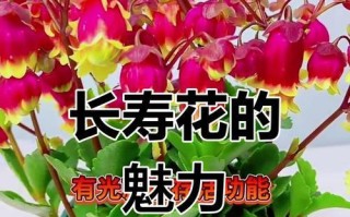 传承千年的宫灯长寿艺术（致敬传统，追求长寿与吉祥）