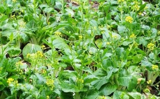 北方菜花种植技巧（适合种植的月份与注意事项）