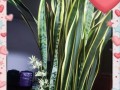 室外养虎皮兰，打造绿色庭院（以虎皮兰为主角的室外养护指南）