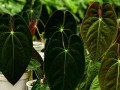 花烛养护之浇水频率（掌握浇水技巧，助你打造花烛之美）