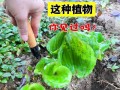 沙罗植物的类型及特点（探究沙罗属植物的分类、形态特征和生态习性）