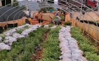 香木的土地栽培指南（解锁种植香木的秘密，助您成功培育香木林园）