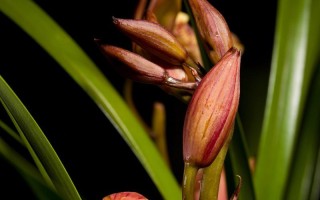 秋冬养护墨兰，打造繁花绽放的美丽花园（一起来了解墨兰秋冬养护的重要性和技巧吧！）