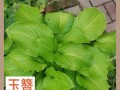 如何正确养护过密的玉簪（了解关键的护理技巧，让玉簪保持原始美丽）
