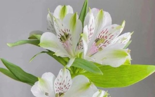 探究花的根长出的方法与技巧（培养花卉健康生长的关键）