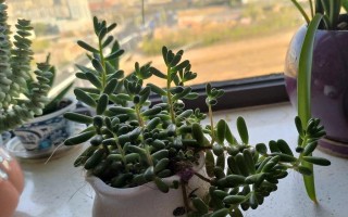 如何解决法师徒长的问题（有效的方法与技巧，让你帮助徒弟快速成长）
