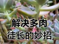 虹之玉徒长处理方法（徒长原因与有效措施）