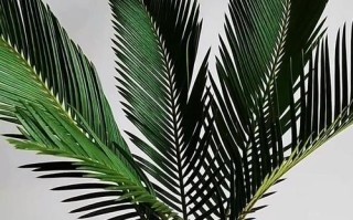 秋季铁树的科学施肥方法（为你的铁树提供充足养分，健康迎接秋季！）