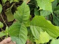 以鸡血腾怎么带（唤醒活力，引领新潮流）