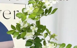 九里香有毒吗？家居养护应注意什么？（了解九里香的毒性，安全养殖九里香植物）