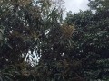 芒果的开花结果及其栽培技巧（掌握合适的条件，让芒果开花更容易）