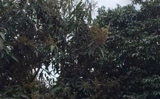 芒果的开花结果及其栽培技巧（掌握合适的条件，让芒果开花更容易）