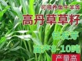 高丹草是多年生植物吗？（揭秘高丹草的生命周期）
