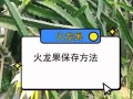 火龙果种植技巧揭秘（掌握关键的种植要点，打造饱满多汁的火龙果果实）