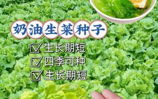 生菜的生长期及成熟时间（多长时间能收获健康生菜？）
