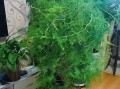 文竹开花的臭味之谜（探究文竹开花的臭味源和原因）