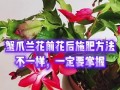 蟹脚兰秋季花期养护指南（了解关键养护技巧，让蟹脚兰秋季绽放绚丽花朵）