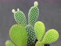 以黄毛掌怎么养才会开花？（培养黄毛掌开花的关键技巧）