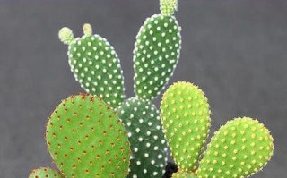 以黄毛掌怎么养才会开花？（培养黄毛掌开花的关键技巧）