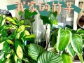 圆竹芋的繁殖技巧（掌握关键步骤，轻松繁衍生息）