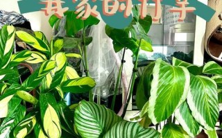 圆竹芋的繁殖技巧（掌握关键步骤，轻松繁衍生息）