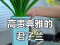 君子兰（探寻君子兰的栽培之道）