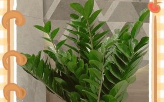 如何让金钱树开花？（关于金钱树开花的技巧和注意事项）